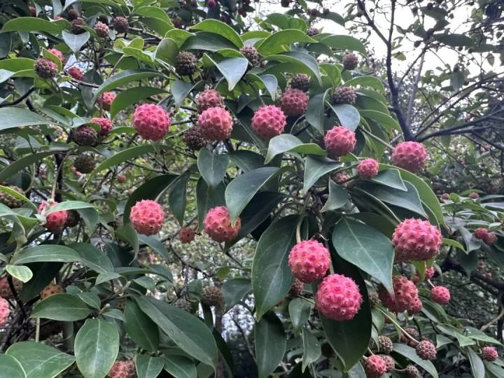杭州路边的“荔枝”熟了? 专家: 不能吃!