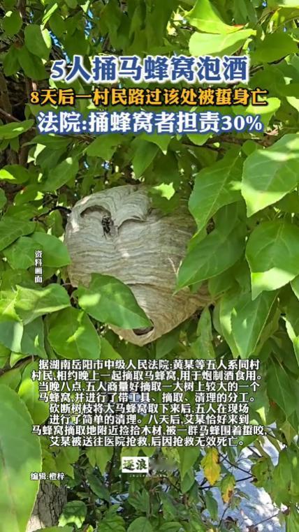 “冤不冤？”湖南岳阳，五名村民捅了马蜂窝泡酒，只进行了简单清理，还有不少马蜂留在