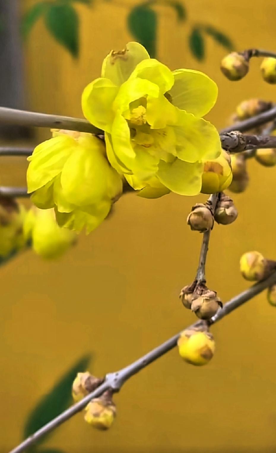 你必须要反省了，千万别再跟自己作对了，难不成谁还能活着离开这个世界？弘一法师说：