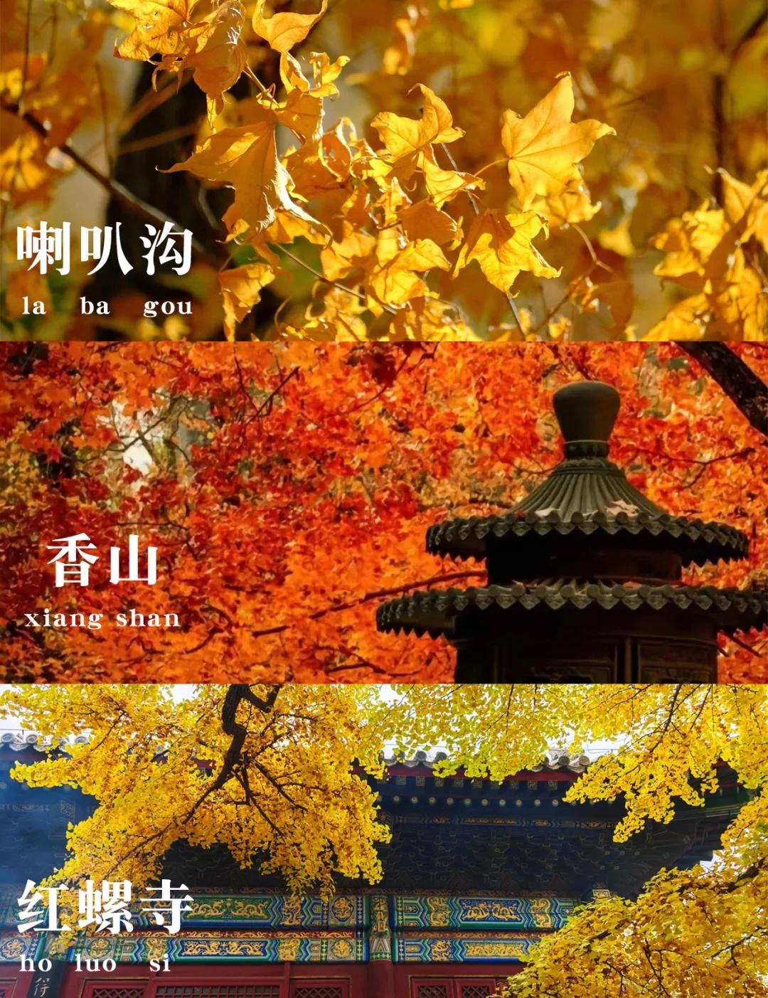 北京9大赏秋圣地🍂美到失语啦~🍂北京山里已经迎来秋季最美的模样🖼红叶、黄