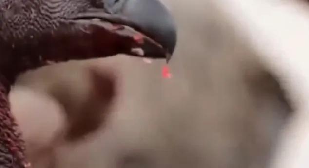 那天下午，秃鹫先是在天上慢慢盘旋。她躺在那道山缝里，可能还睁着眼。网传坠崖后