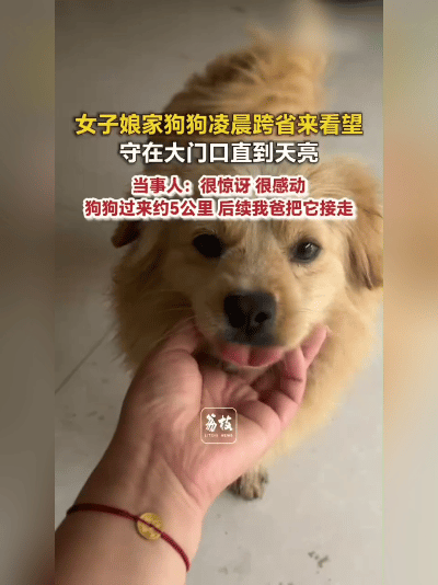 谁看了不泪目！安徽亳州的王女士凌晨开门，竟撞见娘家的狗狗蹲在门口，浑身沾着露水，