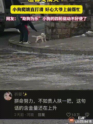 吉林一处街头，一只小狗在上坡的时候，由于地面湿滑，导致它的四条腿一直在打滑，怎么