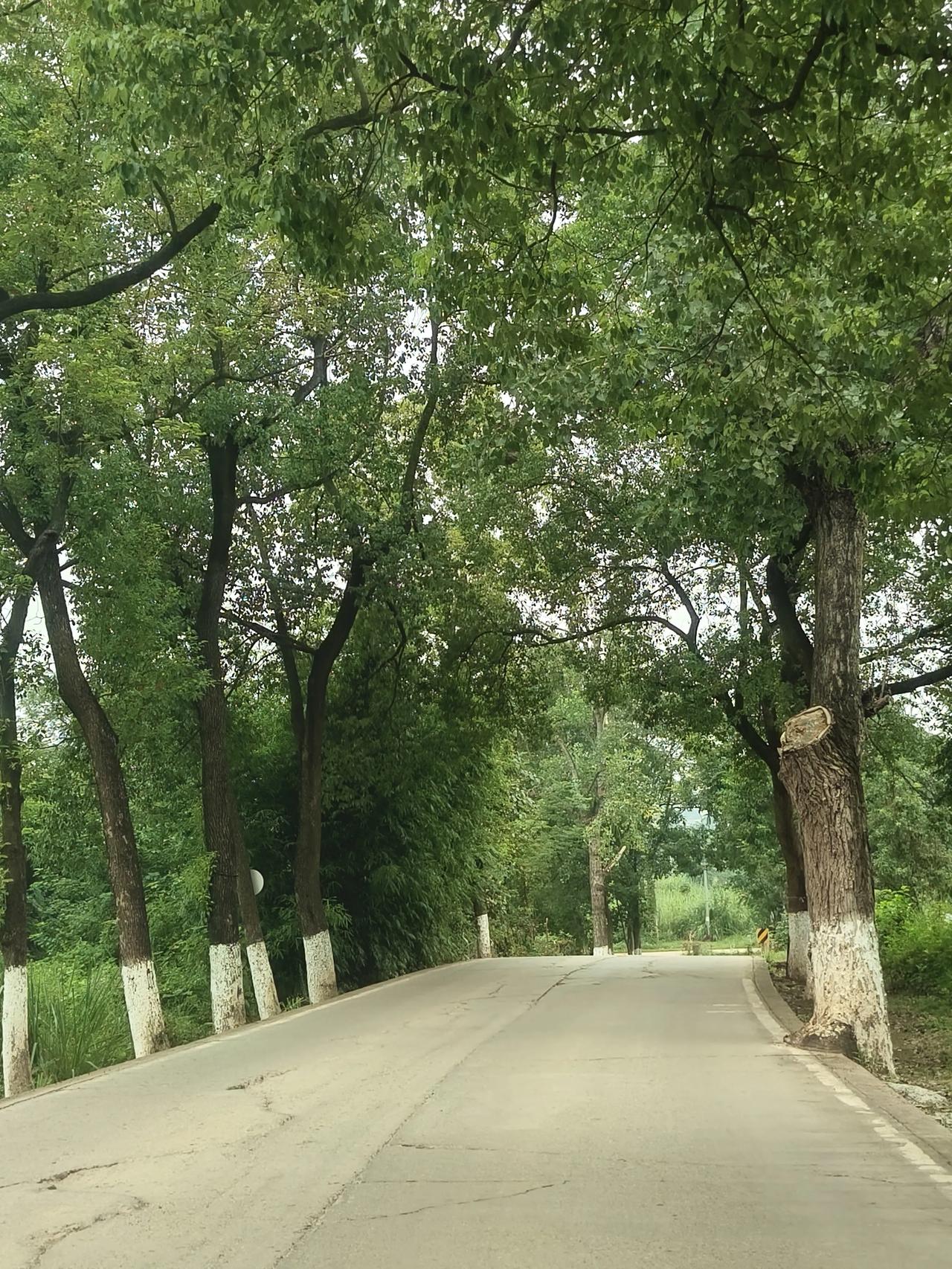 这条路感觉不错！这是洛带古镇金龙长城后边的一条路，感觉非常不错。居然这里也是