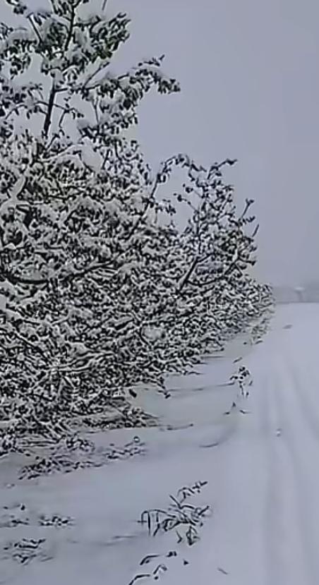 暴雪！暴雪！！旬邑暴雪！！！今日一早，陕西咸阳北部的旬邑、彬州、长武等县市竟然
