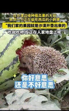 “这才叫格局！”女子发现一只刺猬吃着自己种的西瓜，不但没轰走，反而笑着说：“这地