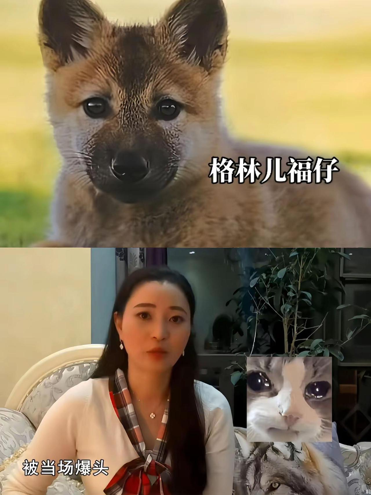 李微漪去给牧民治牛，有人匆匆跑来报信说：“三只小狼下山找吃的，被死牛贩子抓走了一