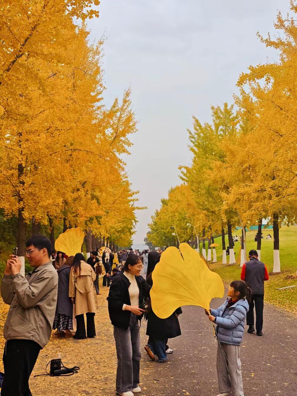 银杏叶真的太治愈了大家脸上都是幸福的笑容