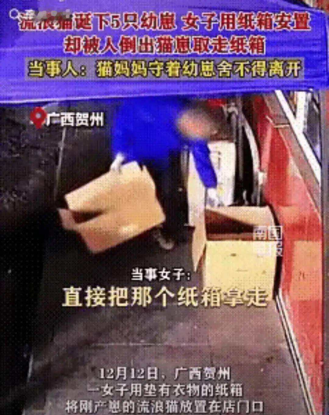 这就是人性。广西贺州一环卫工为捡一个纸箱，抄了流浪猫一家6口的家。这个流浪猫生下