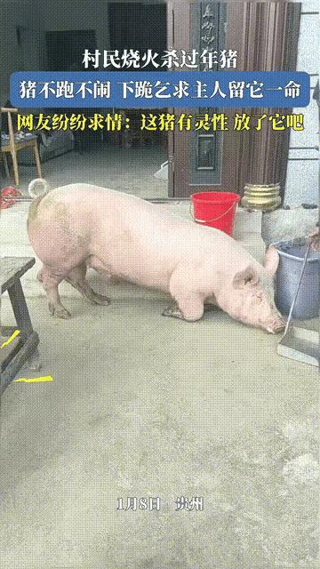 “万万没想到！”贵州一村民家中杀年猪，柴火水都备好了，就在众人正要动手，震撼一幕