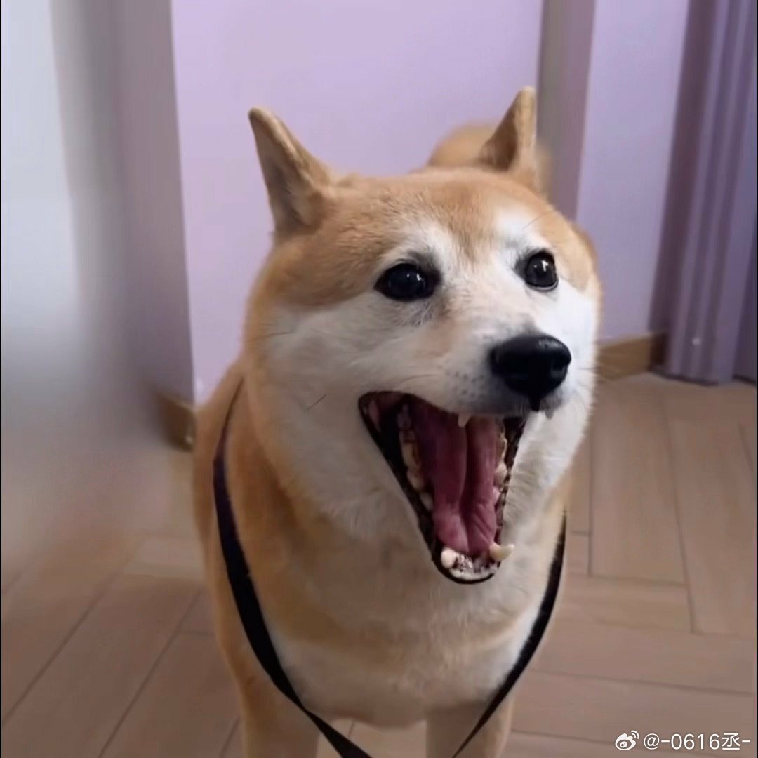 范丞丞的狗狗有艺人团队证丞丞好会养狗！好萌的吧！虫虫小狗节快乐！