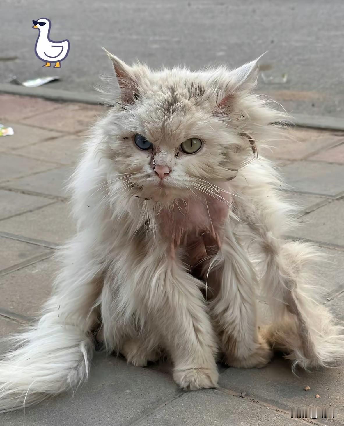 一位小姐姐平时也很喜欢小动物，经常投喂流浪猫流浪狗，这天她看到一只受伤的流浪猫，