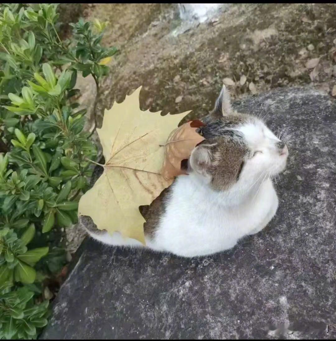 大学校园里的猫，生活的多么安逸～想趴在石头上小睡一会儿，都会有路过的学生怕它冷，