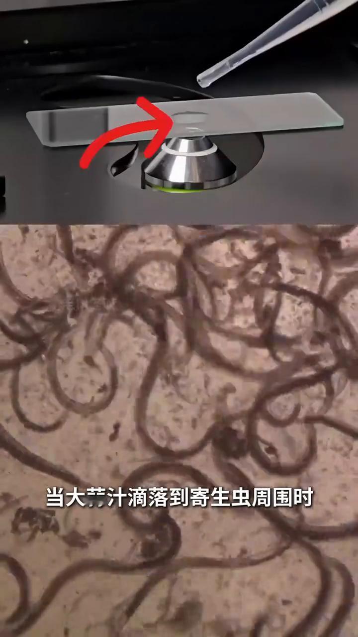 大蒜杀菌。这是一小块寄生虫，而这是生活中经常吃的大蒜。研究人员用捣蒜器榨取出