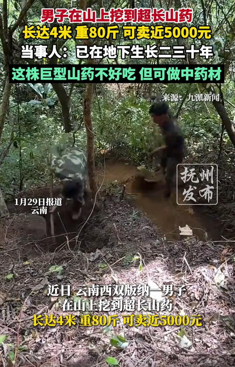这是挖到山药祖宗了吧！云南西双版纳，一男子和朋友在山上挖到野山药，可令两人没想到