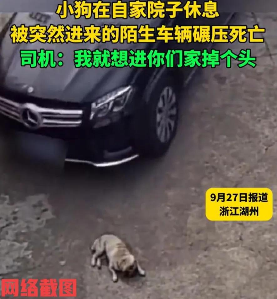 浙江湖州有小狗趴在自家院里休息。只是让狗主人与狗狗都没有想到的事，有辆车子因
