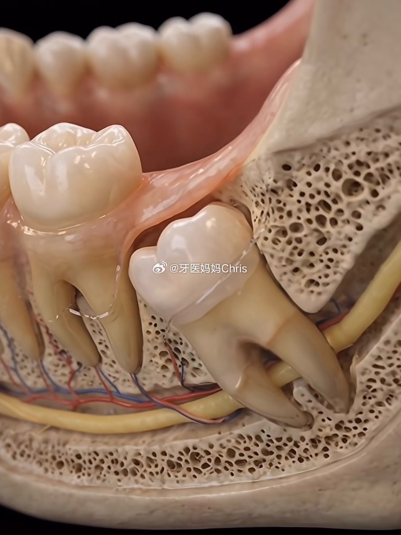 拔智齿的时候到底经历了什么？很多人一听到拔智齿就紧张，其实如果了解了整个过程，可