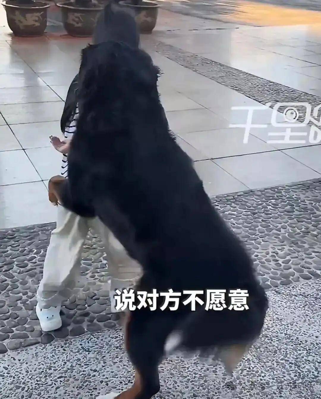咱就是说，这世界有时候真的比电视剧还魔幻。湖北监利滨江公园，一只没拴绳的