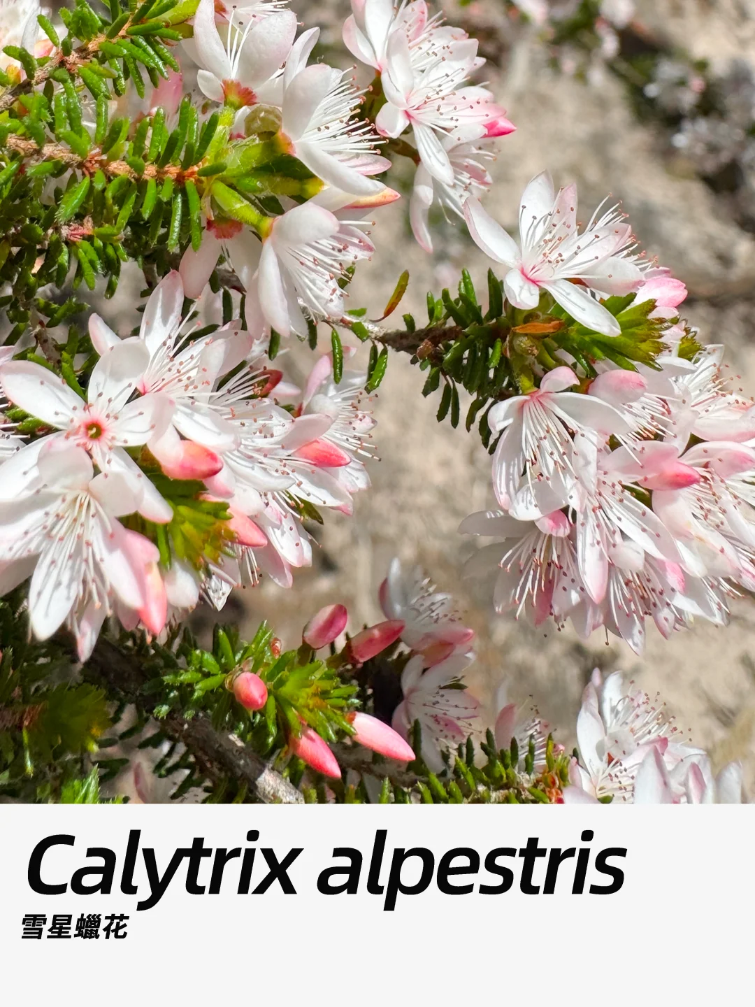 带你每天认识一种花材430｜雪星蠟花