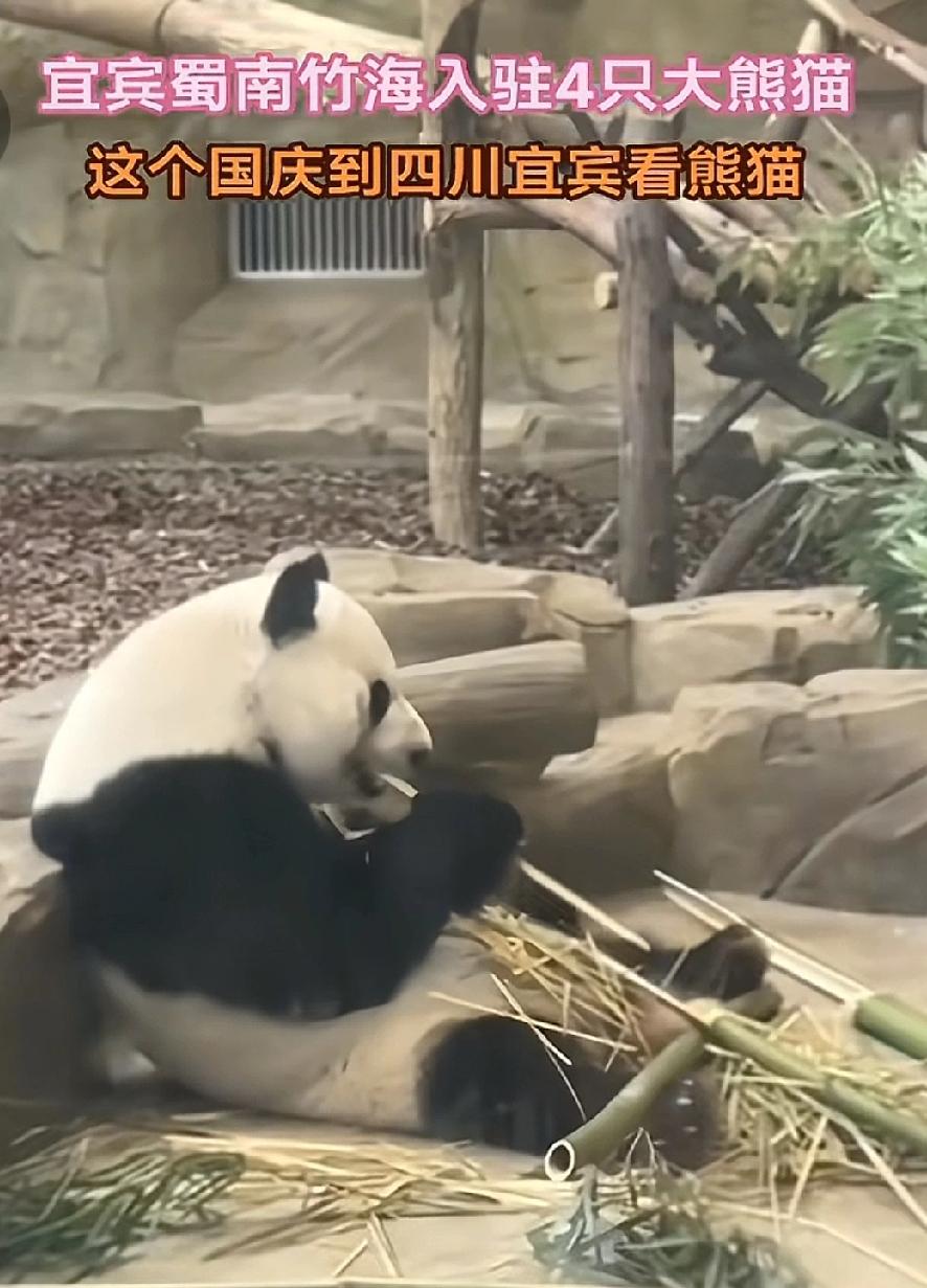 国庆别挤成都了！来宜宾蜀南竹海，看熊猫吃全竹宴！[呲牙笑]国庆假期将至
