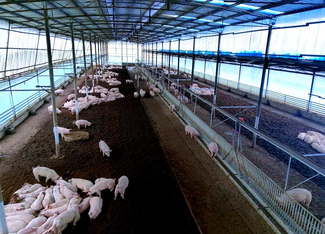 从养猪的变化，看技术对中国通缩的影响中国物价比外国低很多，现在全球都知道了。有些