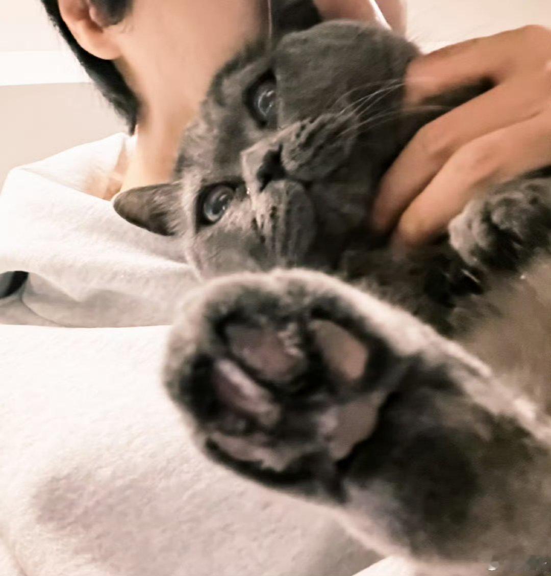 展轩抱猫自拍展轩发了自己和小猫的自拍，报告，这里面一人一猫我都爱！