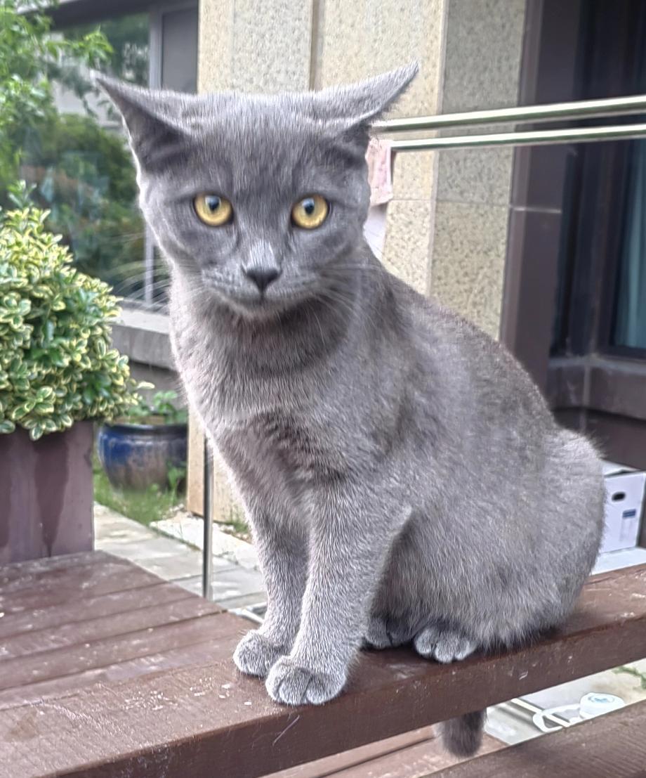 《一只小蓝猫》这是一只美国蓝猫和中华狸花猫生下的一只混血小蓝猫。