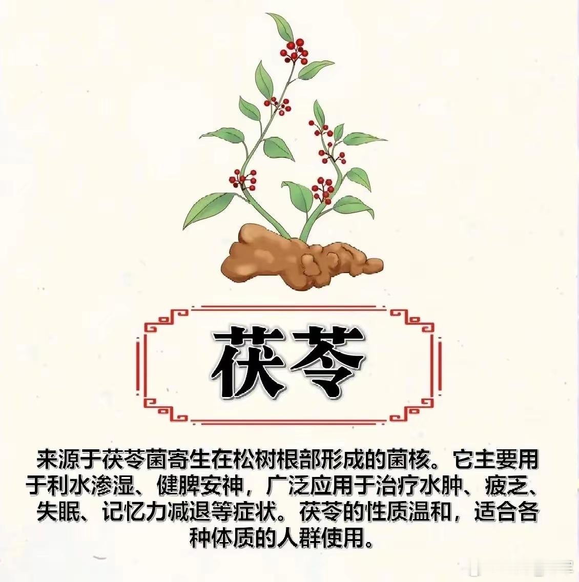 ㊙️㊙️茯苓——被低估的“养生王者”一、为什么茯苓用得最多？1.“全