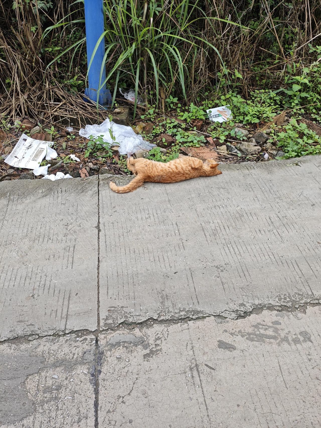 不得不说，我老婆对小动物的爱心真的让人佩服不已。昨天，送家里二宝