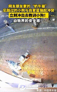 谁懂啊，平时胆小怯生生的小猫护起同伴来，气场直接拉满，瞬间打破我对小动物相处的固