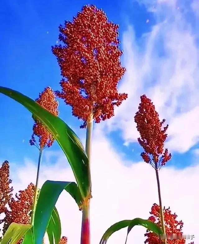杜粉和熊粉说小熊活的真实，没有演技，是踏踏实实的生活。小熊的确是活的真实