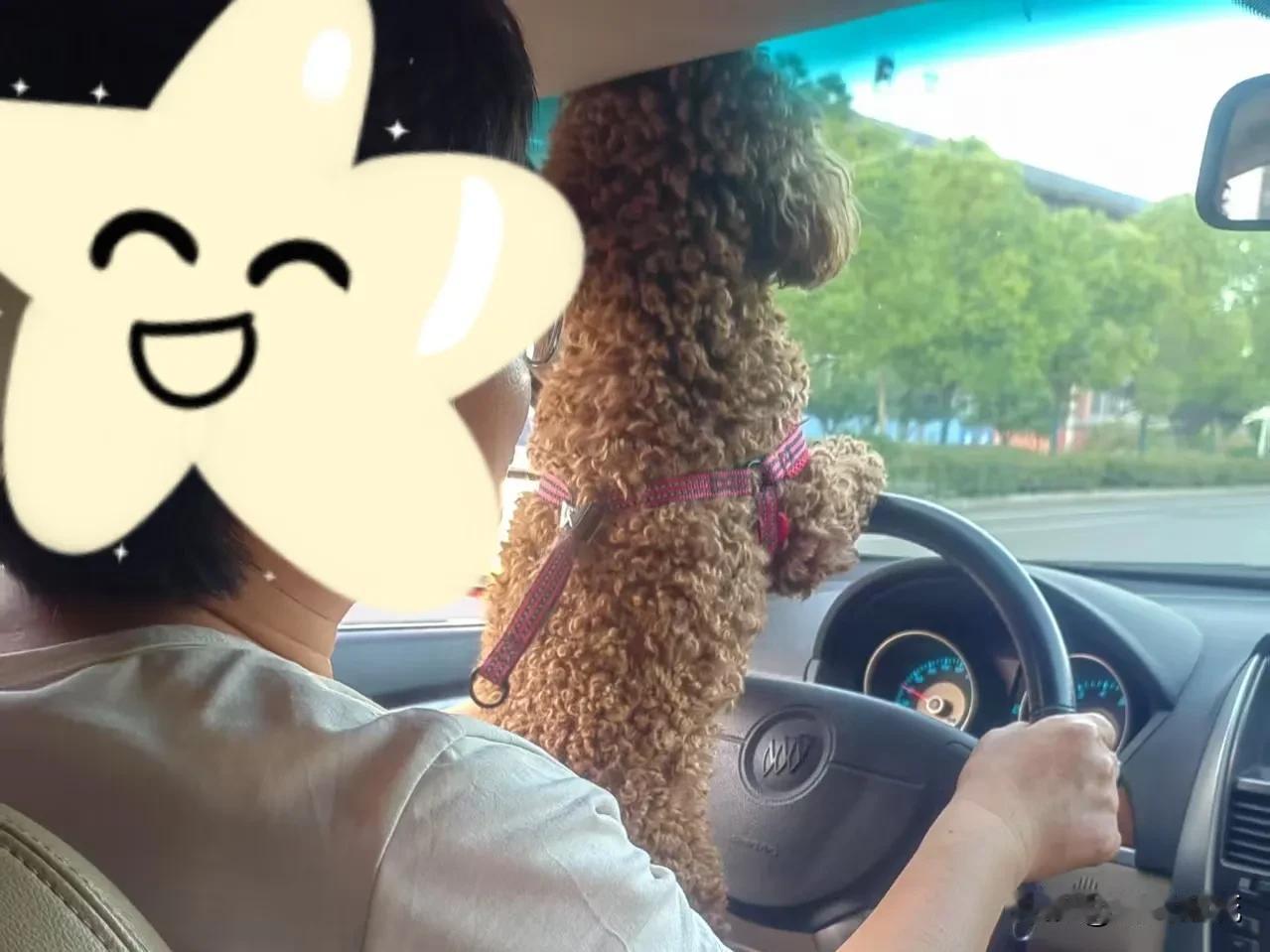我们这家小狗估计有密闭空间恐惧症，只要上车，就一直伸着舌头“哈塔哈塔”的不停，并
