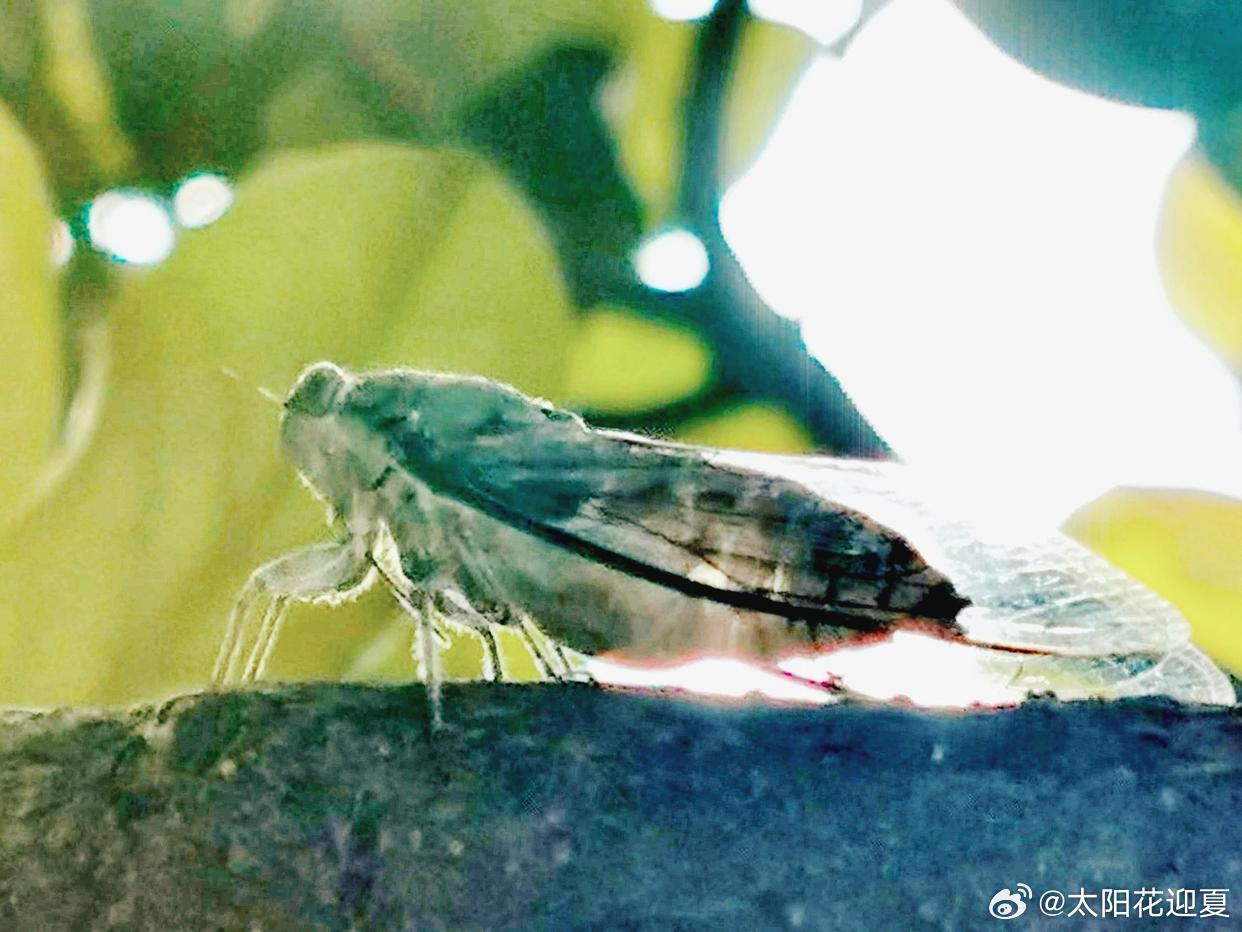 初夏，鸟鸣悠，清风漫～寻美河南寻美中国