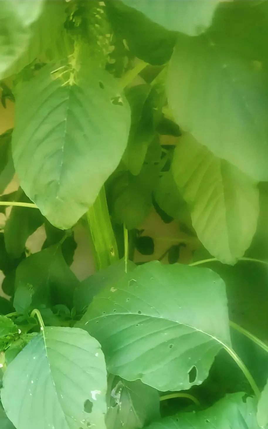 今天在邻居家看到几棵苋菜，苋菜杆比大拇指都粗，我问他留着做什么？邻居对我说，这