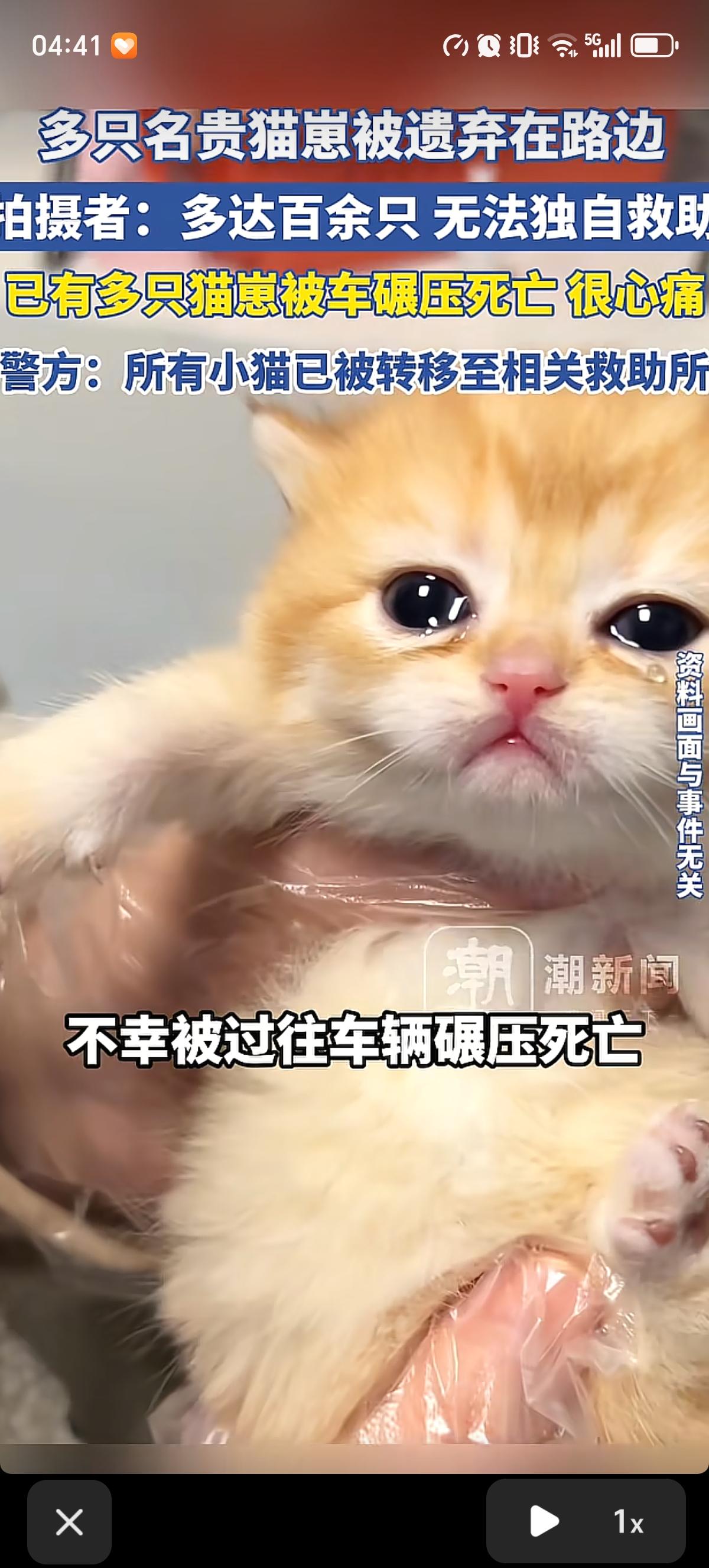 沈阳路边被遗弃的上百只名贵品种猫崽总算得到了妥善安置。平时难见一只的布偶猫、英短