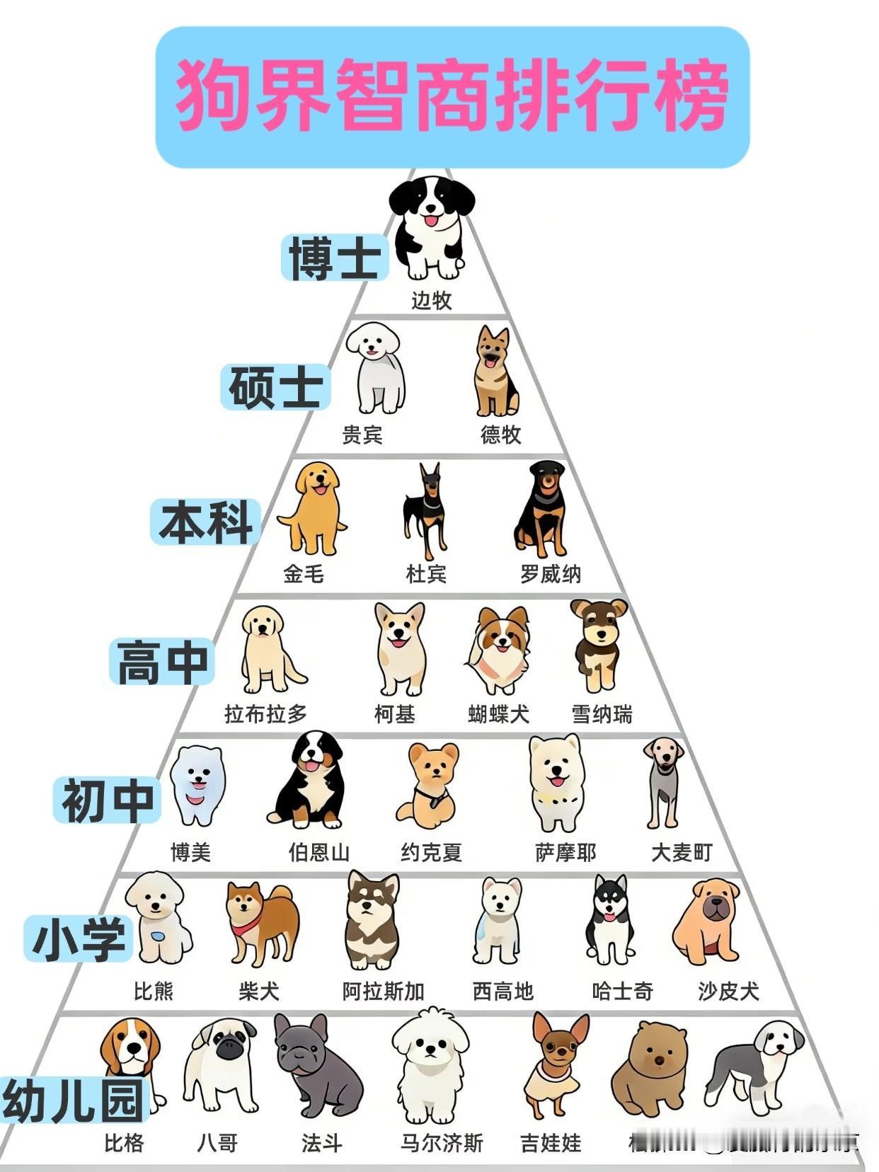 狗狗智商排行榜，来看看你家的排在哪里...1️⃣博士级：边牧，聪明绝顶，稳居