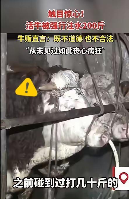 真不敢信！广西钦州有个牛贩买牛，结果买回来的牛跟个“大水袋”似的，一个劲儿