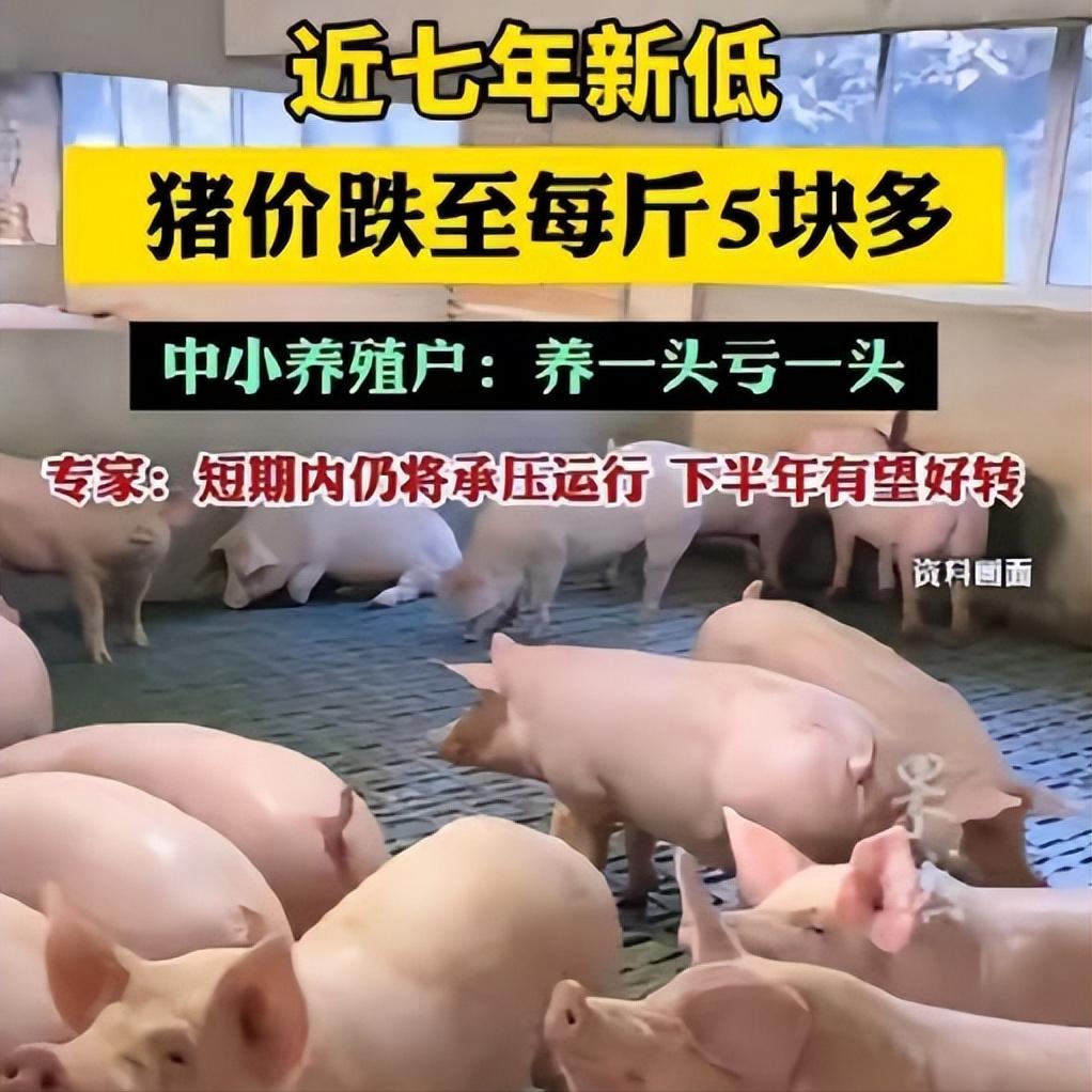 猪价跌破5元创历史新低！网友灵魂拷问：这么便宜的猪肉在哪里？官方通报生猪价跌