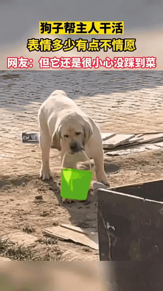 谁懂啊！北京这只“打工狗”的委屈脸，直接戳中笑点又暖到心巴！