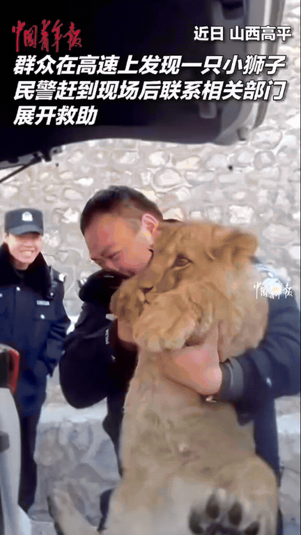 笑不活了！山西民警接到报警电话称高速路上有动物，好像还是一只狮子！民警立即前往现