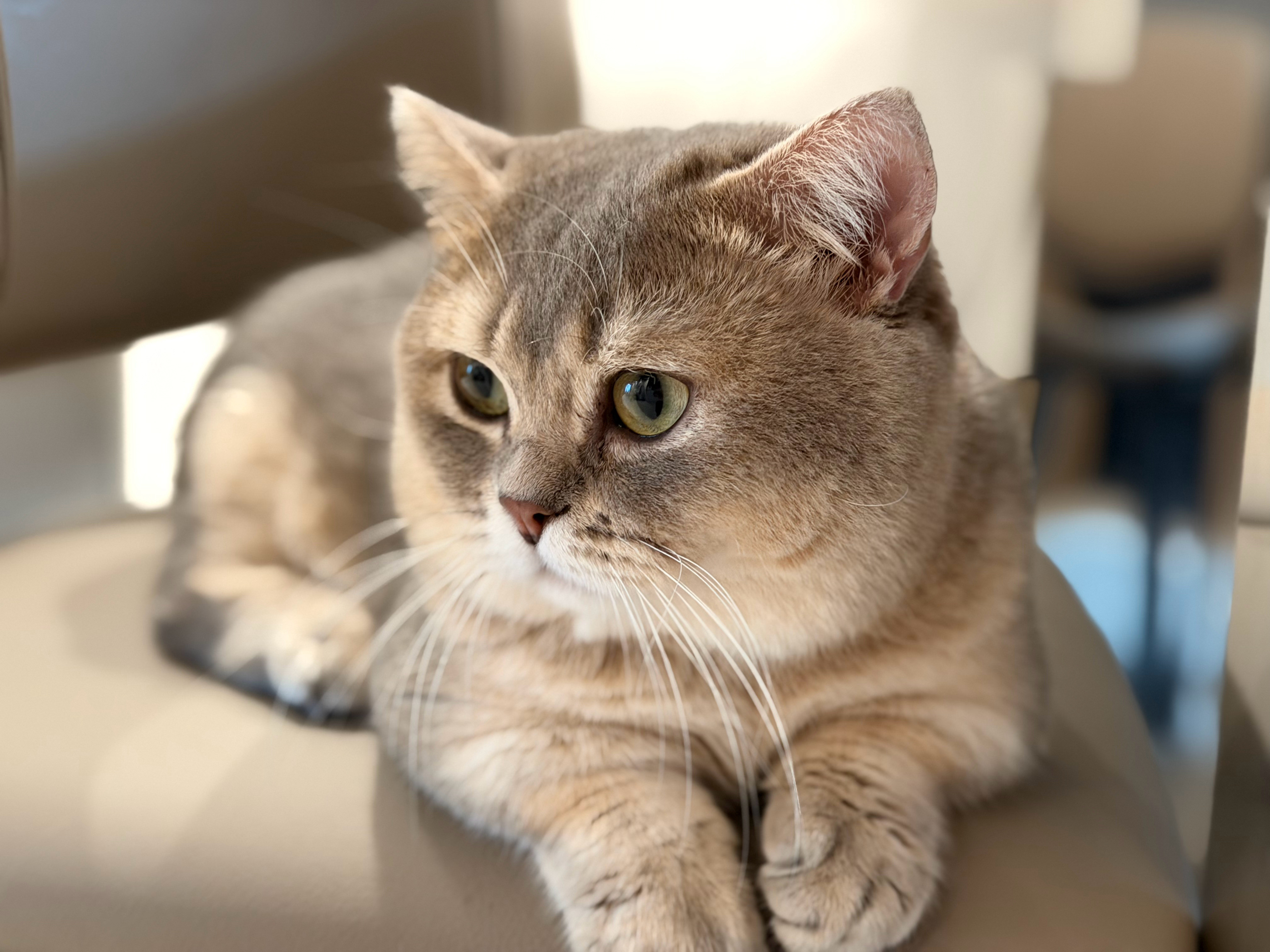 今晚吃猪脚饭！！