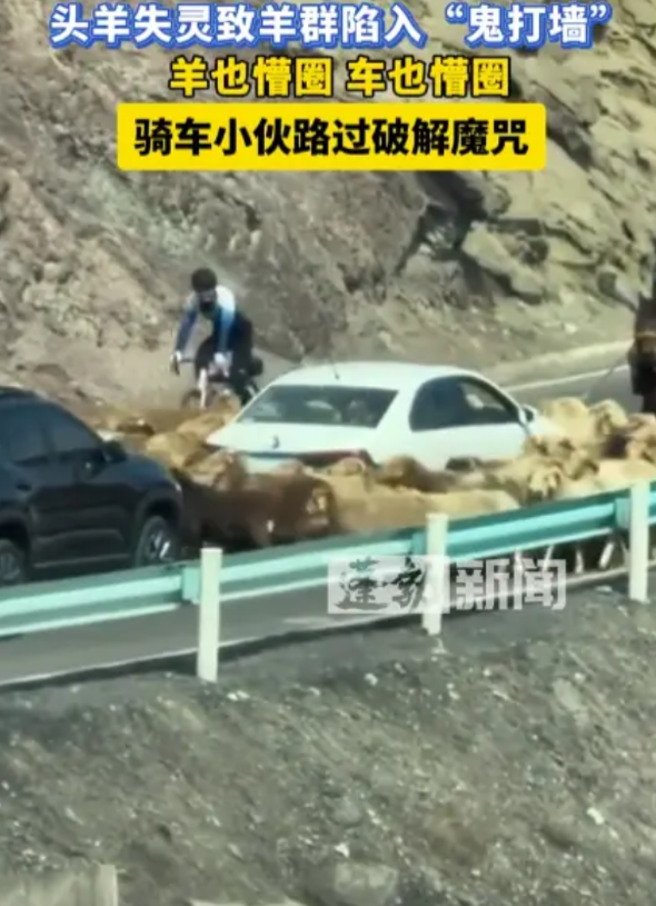 笑不活了！5月1日，新疆，牧民带着一群羊上山，结果头羊突然“失灵”开始“鬼打墙”