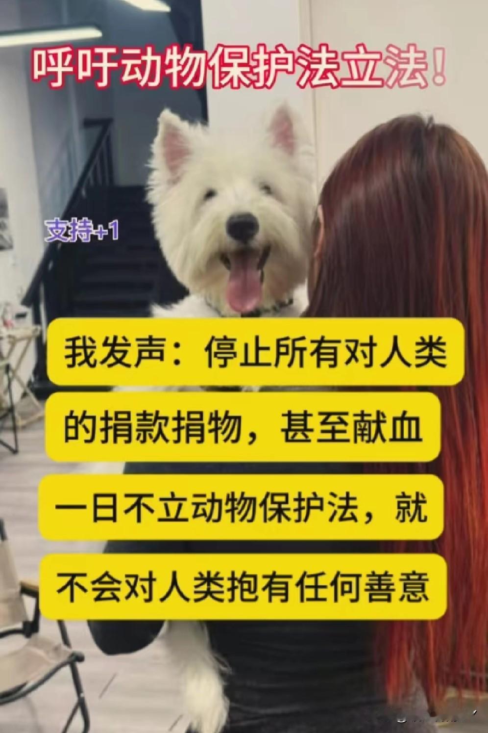 为无声动物发声，呼吁动物保护立法！全国人大代表赵婉婷倡议，尽快制定动物保护法