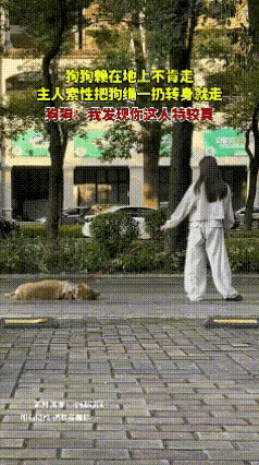 这个视频我反复看了好几遍，场面十分有趣。小姐姐牵着金毛出门散步，走到半路狗狗直接
