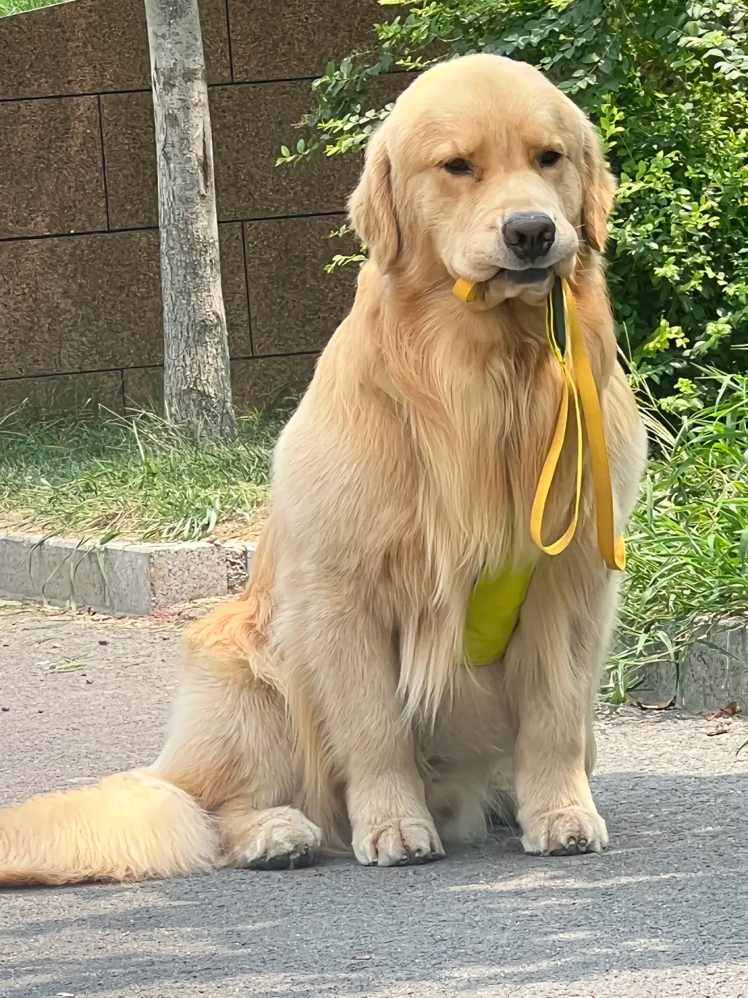 金毛：我把主人遛丢了