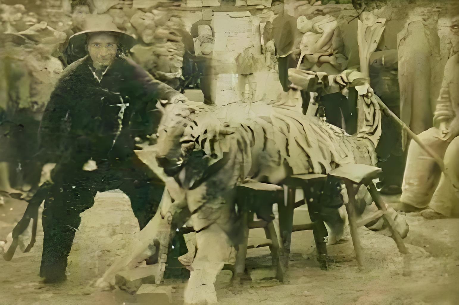 50年代，“打虎英雄”陈志琪和他“捕获”老虎的一张合影。据记载，1951年冬