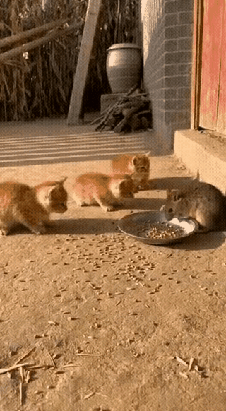 三只尚未满月的小奶猫正吃着饭，这时，一只身形硕大的老鼠出现了。这大老鼠仗着自己体