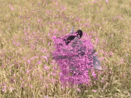 笑黍我了这个镜头语言太幽默了