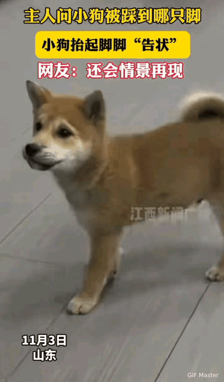 狗狗独自跑出门玩，主人在窗户前看到邻居不小心踩到它脚了，当时它就疼的嗷嗷大叫，好