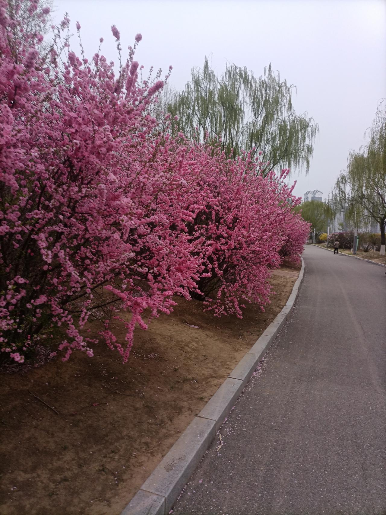 假如绿叶欠我一句春信；我打稻城来过，寄一叶清风拂过你的发间。海棠花开在四月